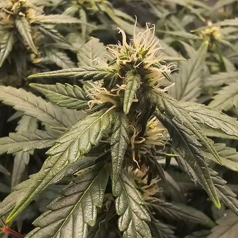 Quick One Auto growlog photo: Trics coming in Nice 👍