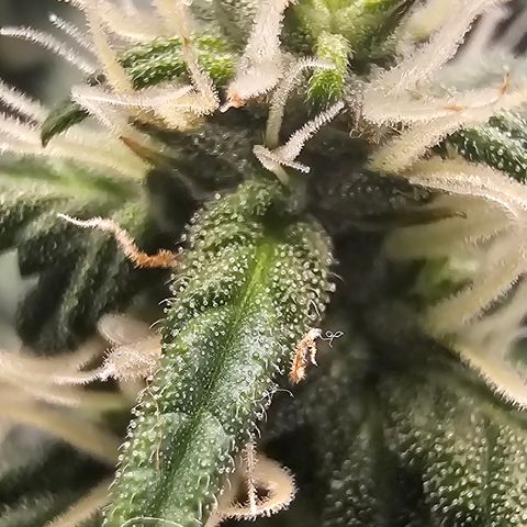 Quick One Auto growlog photo: Trics coming in Nice 👍