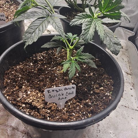 Quick One Auto #2 growlog timeline photo