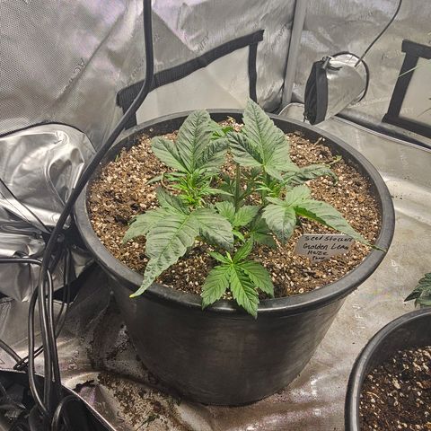 Golden Lemon Haze growlog timeline photo