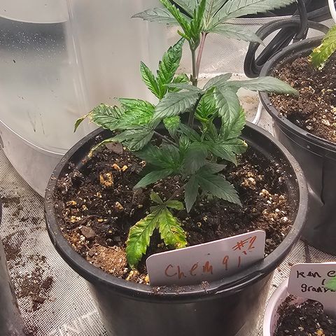 Chem 91  #2 growlog timeline photo