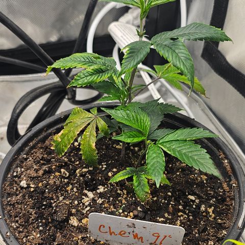 Chem 91  #1 growlog timeline photo