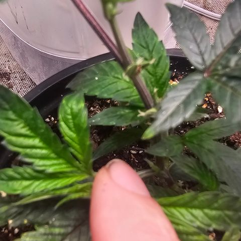 Chem 91  #1 growlog timeline photo