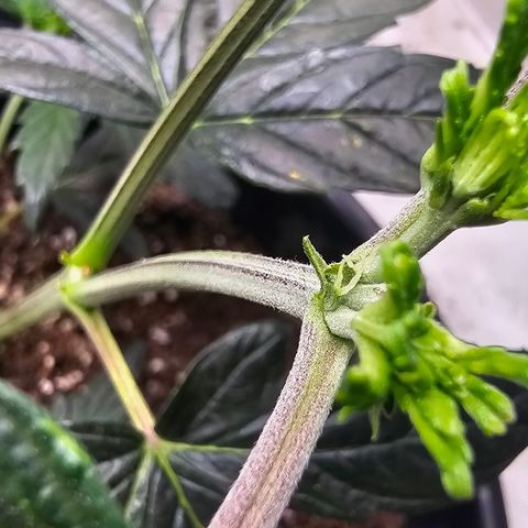 Quick One Auto #2 growlog photo: Pistils showed up today
