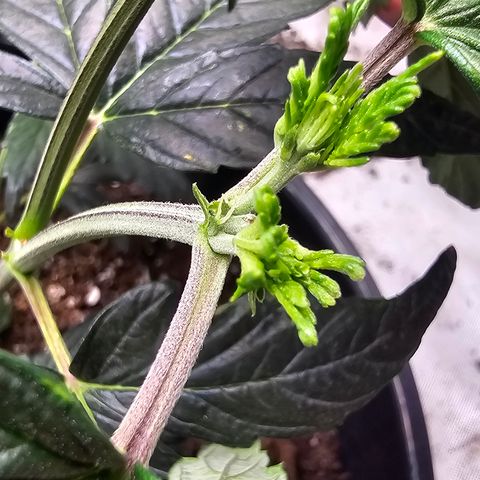 Quick One Auto #2 growlog photo: Pistils showed up today