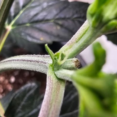 Quick One Auto #2 growlog photo: Pistils showed up today