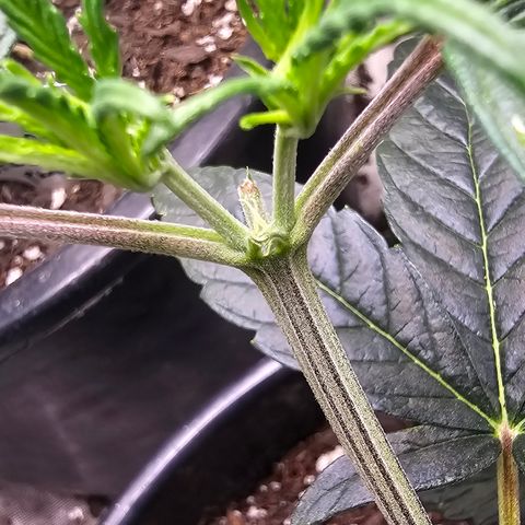 Quick One Auto #2 growlog photo: Pistils showed up today