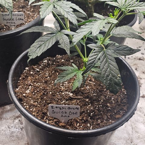 Quick One Auto #2 growlog photo: Pistils showed up today