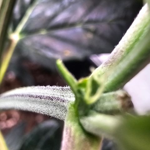 Quick One Auto #2 growlog photo: Pistils showed up today