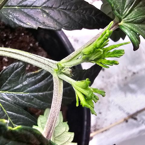 Quick One Auto #2 growlog photo: Pistils showed up today