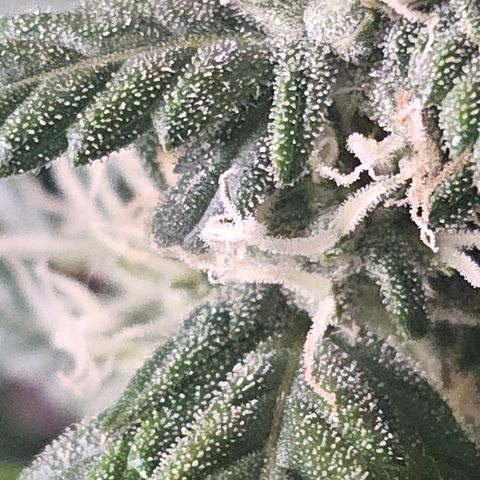 Quick One Auto growlog photo: Doing good smelling a little funky but 
