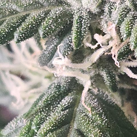 Quick One Auto growlog photo: Doing good smelling a little funky but 