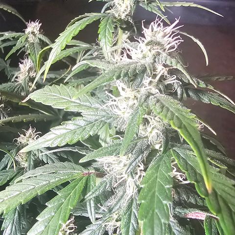 Quick One Auto growlog photo: Doing good smelling a little funky but 