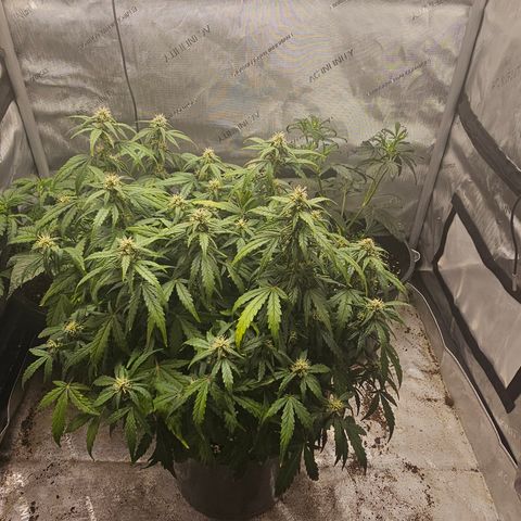Quick One Auto growlog photo: Doing good smelling a little funky but 