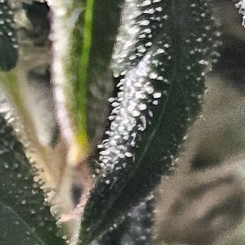 Quick One Auto growlog photo: Doing good smelling a little funky but 