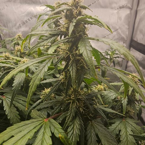 Quick One Auto growlog photo: Doing good smelling a little funky but 