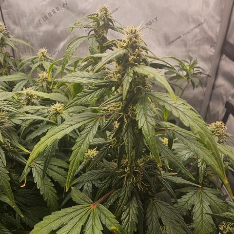 Quick One Auto growlog photo: Doing good smelling a little funky but 