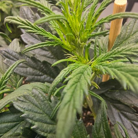 Quick One Auto #2 growlog timeline photo