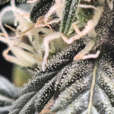 Quick One Auto growlog timeline photo