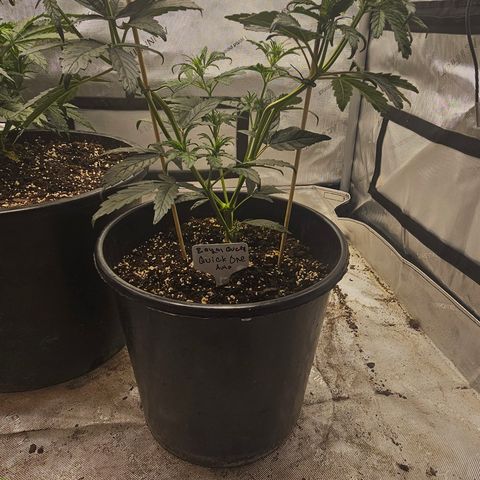 Quick One Auto #2 growlog timeline photo