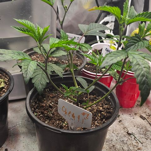 Chem 91  #2 growlog photo: Hair cuts today 