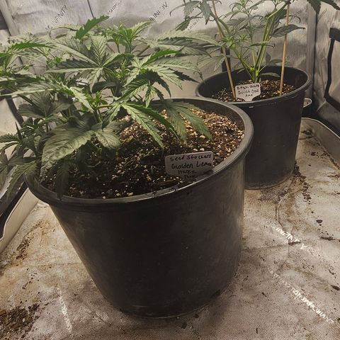 Golden Lemon Haze growlog timeline photo