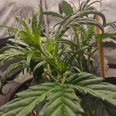 Quick One Auto #2 growlog timeline photo