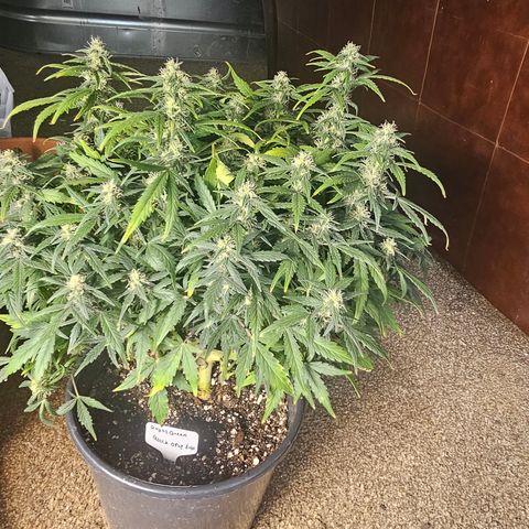 Quick One Auto growlog timeline photo