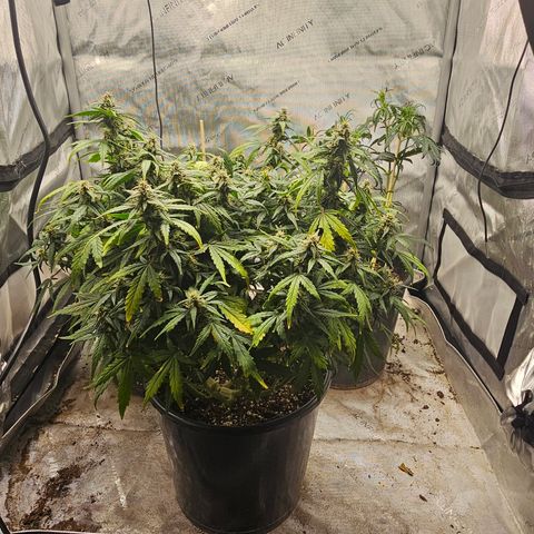 Quick One Auto growlog timeline photo