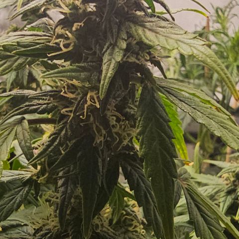 Quick One Auto growlog timeline photo