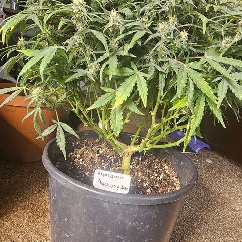 Quick One Auto growlog timeline photo