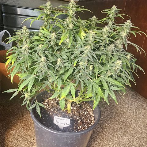 Quick One Auto growlog timeline photo