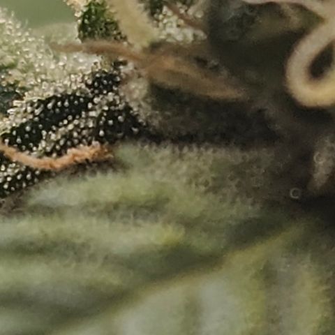 Quick One Auto growlog timeline photo