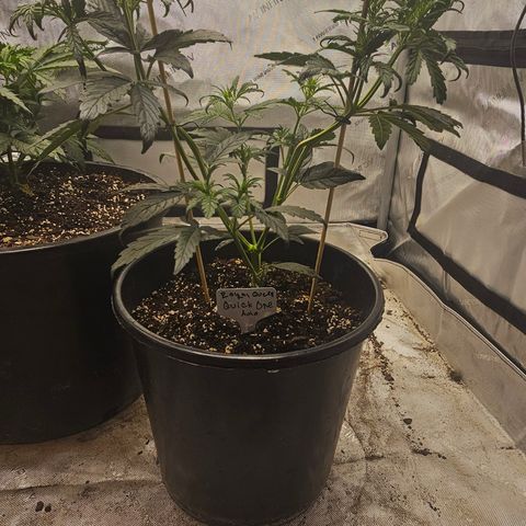 Quick One Auto #2 growlog timeline photo