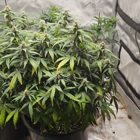 Quick One Auto growlog timeline photo