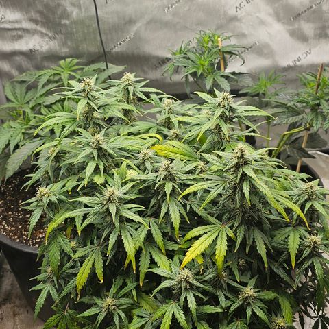 Quick One Auto growlog timeline photo