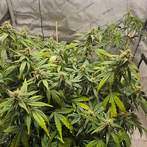 Quick One Auto growlog timeline photo