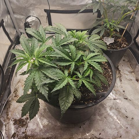 Golden Lemon Haze growlog timeline photo