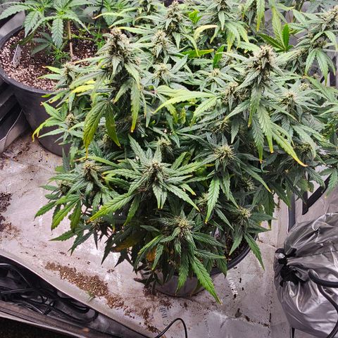 Quick One Auto growlog timeline photo