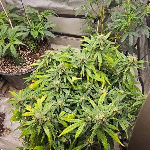 Quick One Auto growlog timeline photo