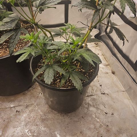 Quick One Auto #2 growlog timeline photo