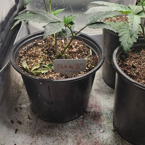 Chem 91  #1 growlog timeline photo
