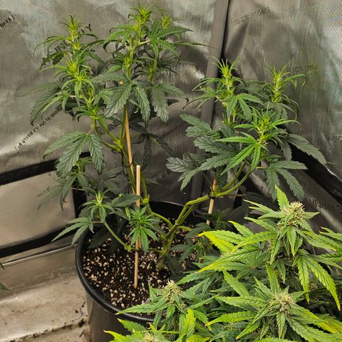 Quick One Auto #2 growlog timeline photo