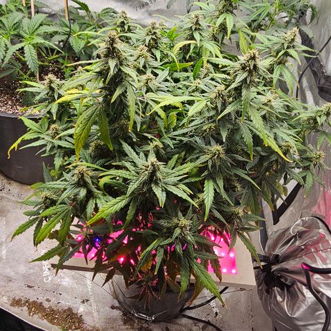 Quick One Auto growlog timeline photo
