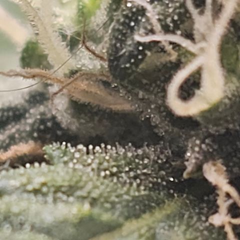 Quick One Auto growlog timeline photo