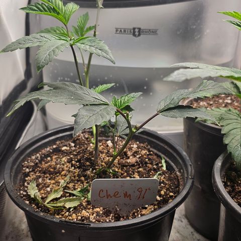 Chem 91  #1 growlog timeline photo