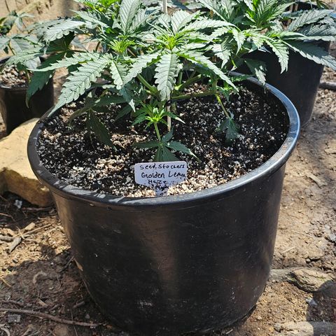 Quick One Auto growlog timeline photo