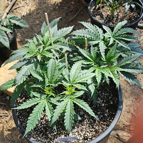 Quick One Auto growlog timeline photo