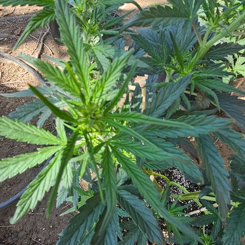 Quick One Auto #2 growlog photo: Buds coming in