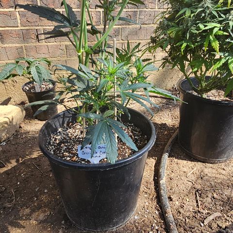 Quick One Auto #2 growlog photo: Buds coming in